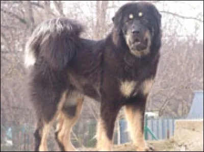 Quelle est cette race ?