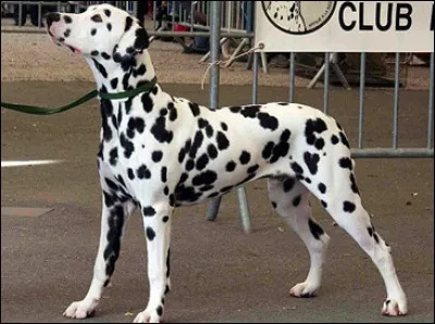 Un facile ! Quelle est cette race de chien ?