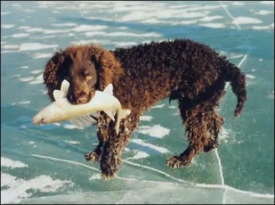 Quelle est cette race de chien ?