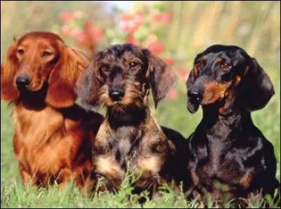 C'est un chien saucisse. Mais je cherche le vrai nom.