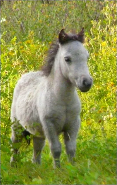 Quel est le plus petit poney au monde ?