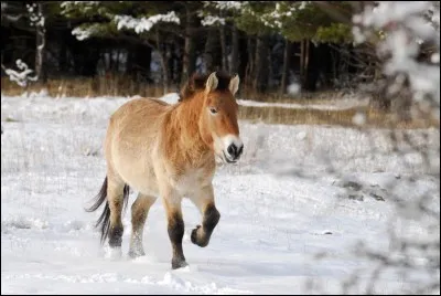 Le cheval de przewalski a un caractère...