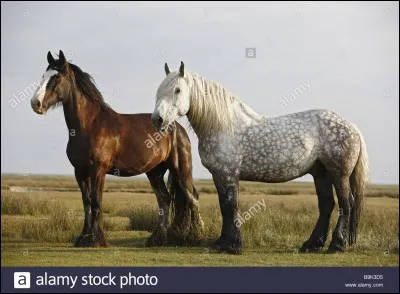 Je suis un cheval de trait originaire du Perche en Normandie. Je suis...