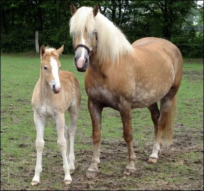 L'haflinger est une race...