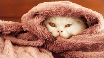 Disparaît au premier froid.