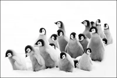 Souvent chaud par temps froid.