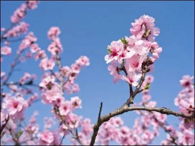 Quelle est cette chanson, écrite en 1866, symbole de nostalgie, qui compare les chagrins d'amour aux plaies de la guerre ?