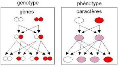 Ce botaniste est reconnu comme le père fondateur de la génétique. Il a consacré huit ans de sa vie à l'étude de croisements entre des petits pois.