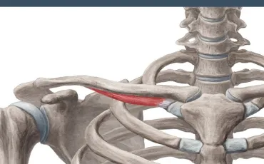 Quiz Anatomie