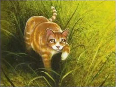 Qui est ce/cette chat/chatte marchant dans l'herbe ?