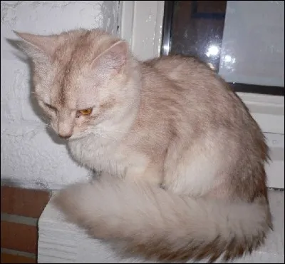 Qui est ce/cette chat/chatte ?