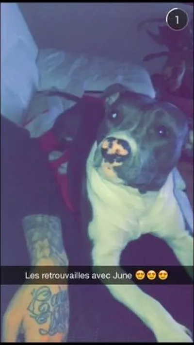 Comment s'appellent les trois chiens que Keen'V possède en 2017 ?