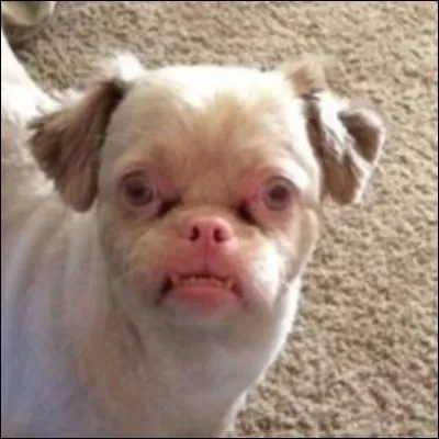 Quel nom donnerais-tu à celui-là ?