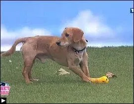 Quel est le le secret de Saucisse ?