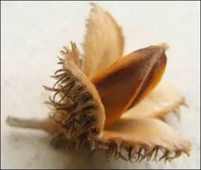 De quel arbre la faine est-elle le fruit ?