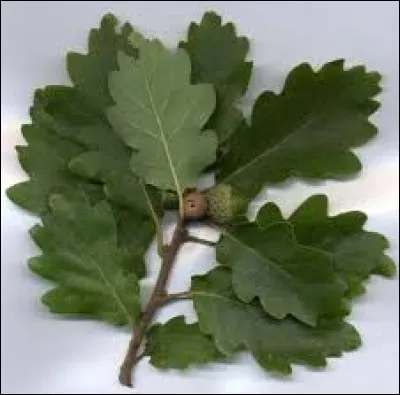 En voyant cette image, vous pensez tout de suite ...