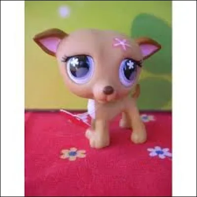 Comment s'appelle cette race ?