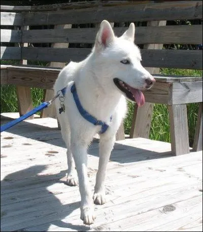 De quelle race est ce chien ?