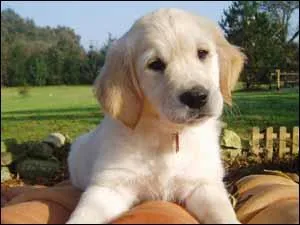 De quelle race est ce chien ?