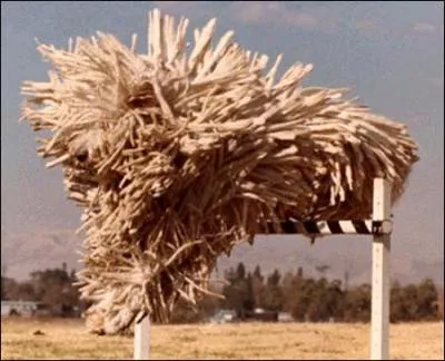 De quelle race est ce chien ?