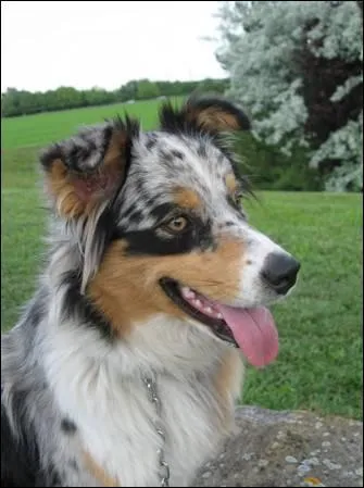 De quelle race est ce chien ?