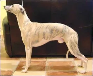 De quelle race est ce chien ?