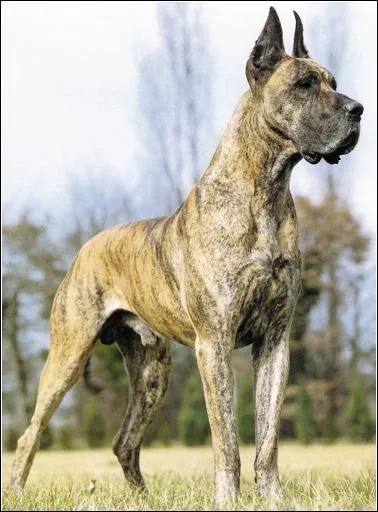 De quelle race est ce chien ?