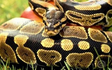 Quiz Serpents