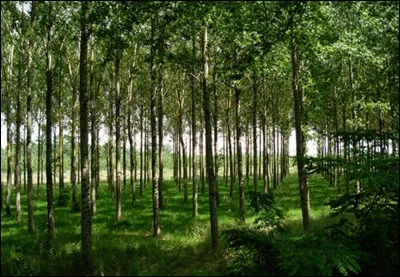 On en veut encore ! Rachel :