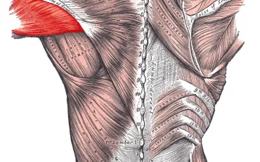 Quiz Anatomie