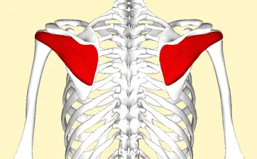 Quiz Anatomie
