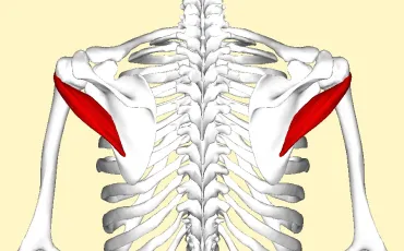 Quiz Anatomie