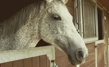 Quiz Galop 1