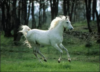 Quelle est cette race ?