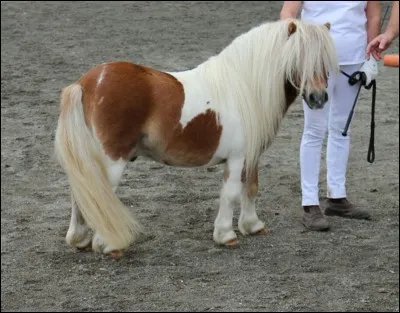 Quelle est cette race ?