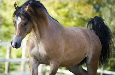 Quelle est cette race ?