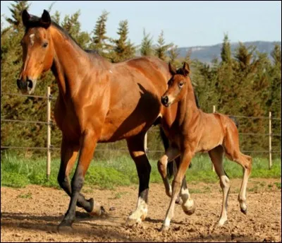 Quelle est cette race ?