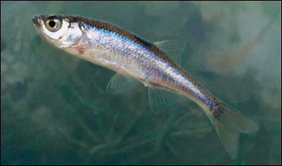 Quel est le nom de ce poisson d'eau douce ? En insérant une des ces deux lettres au mot "ale", vous le saurez.