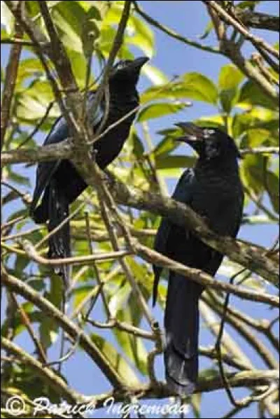 Ces oiseaux se cachent dans les palétuviers. Trouvez leur nom en insérant une lettre au mot "ans".