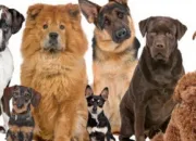 Quiz Le chien