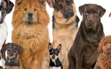 Quiz Chiens