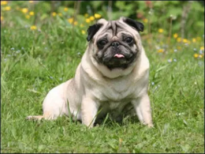 À quelle race appartient ce chien ?