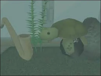 Dans quel Club est placée la Tortue Divine ?