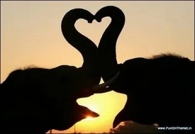 En ombre chinoise, deux animaux formant un coeur. Puisqu'il s'agit d'éléphants, et de leurs trompes, quelle est la fonction de la trompe de l'éléphant ?