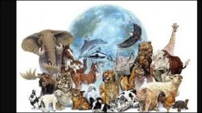 Que sont-ils et comment s'appellent-ils ?