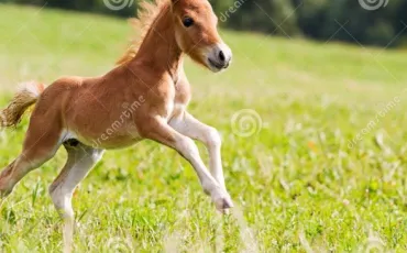 Quiz Galop 2