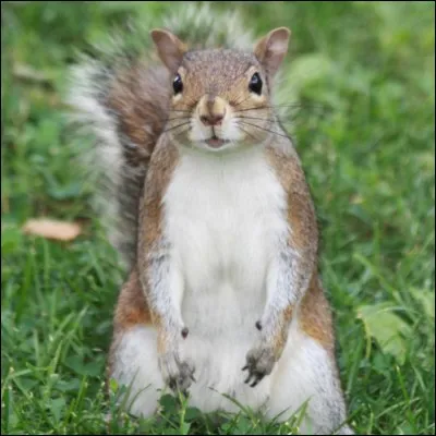 Comment vit le cheval ?