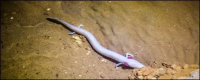 Quel est cet animal rose ?