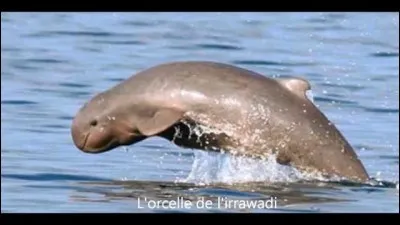 Quel est cet animal marin ?