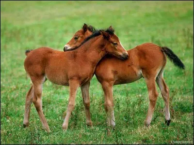 Assez parlé de nourriture. On va parler de poulains et pouliches. Comment avoir des jumeaux ?